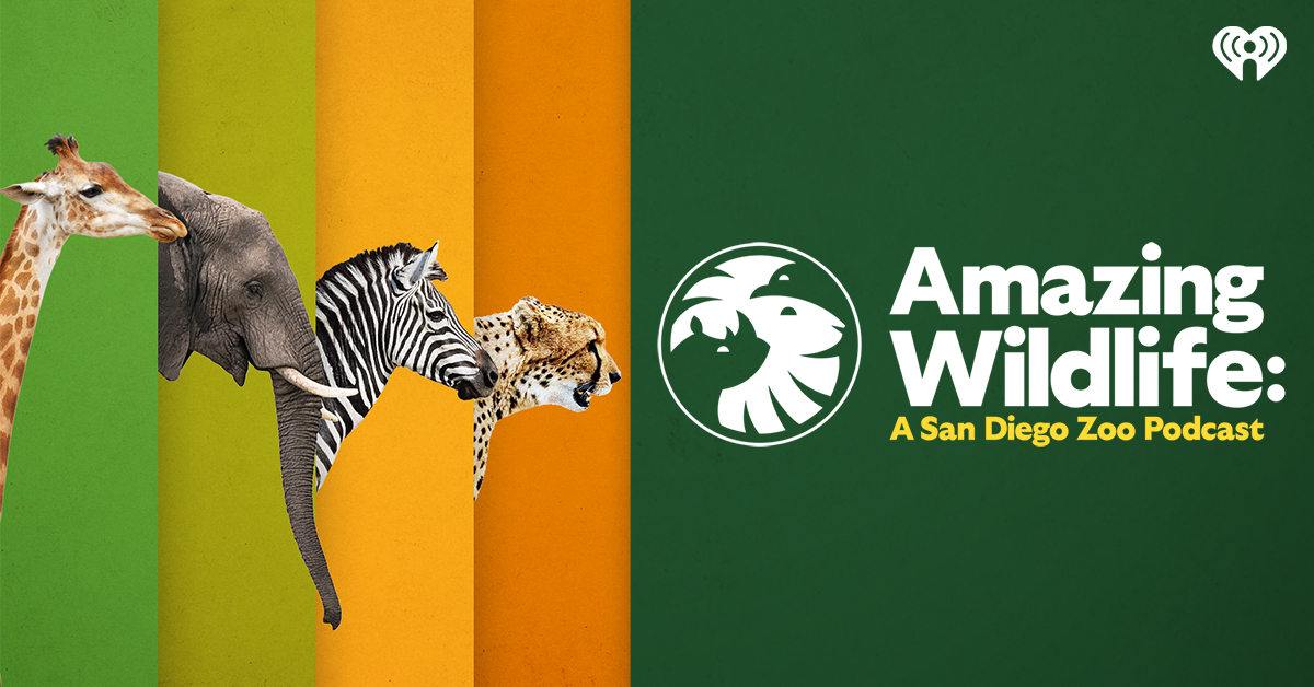 amazing wildlife graphic